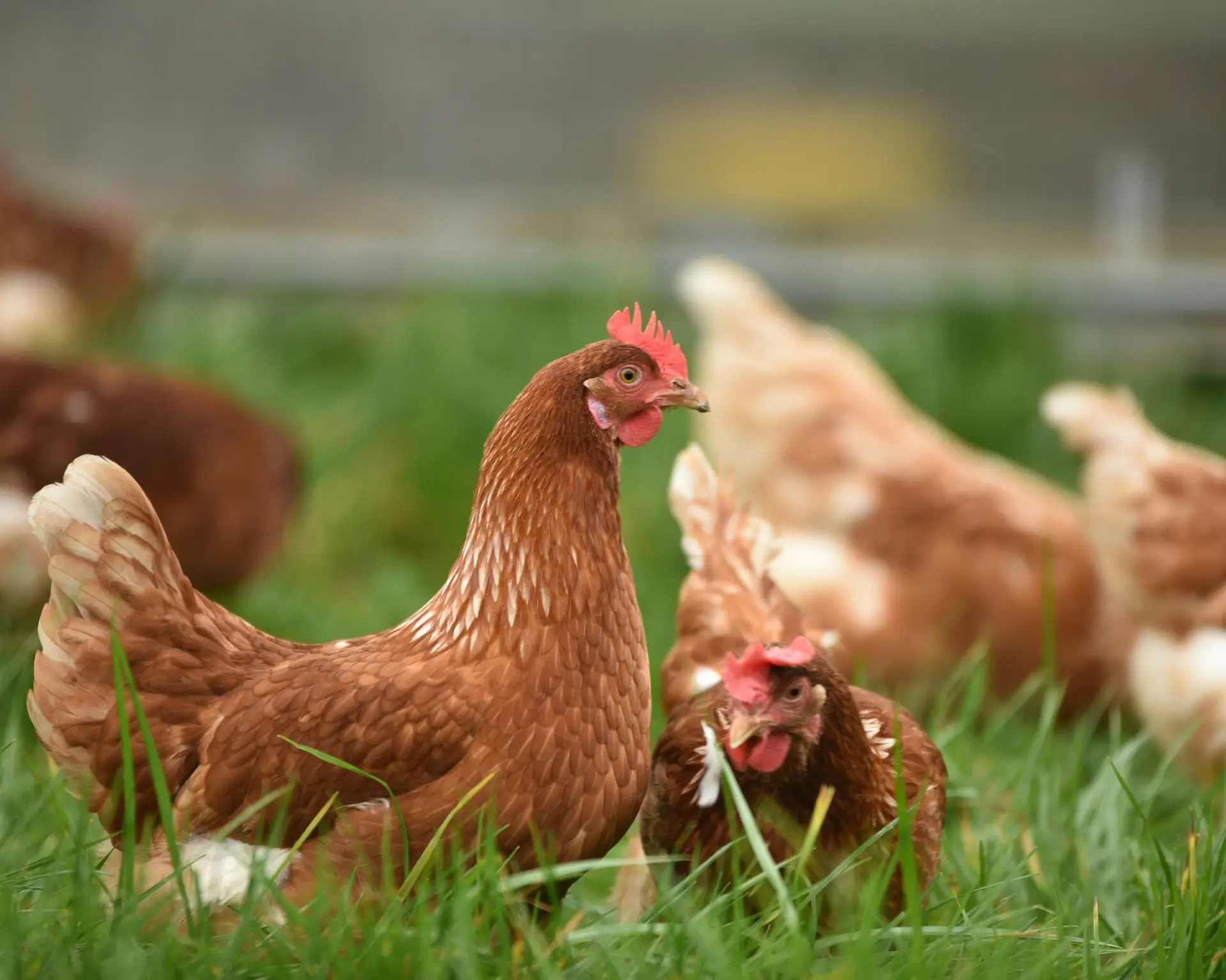 Free Range Chicken eggs cheyenne wy farm Innate Harvest